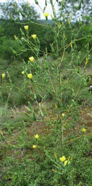 Fichier:Laitue vireuse plante.jpg