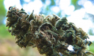 Cannabis-northem-light.jpg