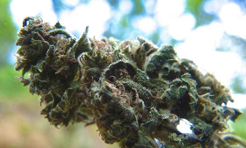 Fichier:Cannabis-northem-light.jpg