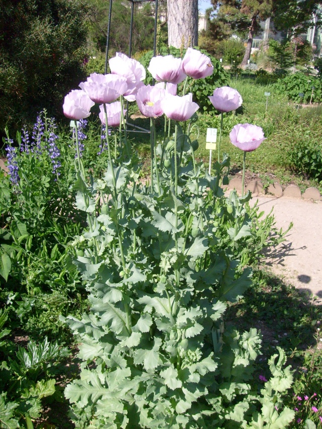 Récolte des graines de pavot à opium, papaver somniferum. 
