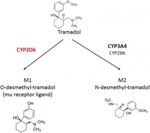 Tramadol enzyme.jpg